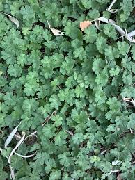 Attēlu rezultāti vaicājumam “Geranium molle”