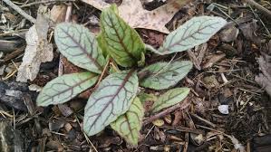 Attēlu rezultāti vaicājumam “Hieracium vulgatum leaf”