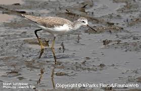 Attēlu rezultāti vaicājumam “Tringa stagnatilis”
