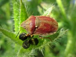 Attēlu rezultāti vaicājumam “Eurygaster testudinaria”