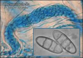 Attēlu rezultāti vaicājumam “Thelopsis rubella”