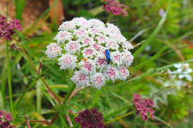 Attēlu rezultāti vaicājumam “Libanotis montana”