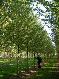 Attēlu rezultāti vaicājumam “Ulmus minor”