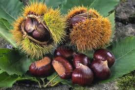 Attēlu rezultāti vaicājumam “Castanea sativa  fruit”