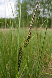 Attēlu rezultāti vaicājumam “Carex lasiocarpa leaf”