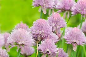 Attēlu rezultāti vaicājumam “Allium schoenoprasum flower”