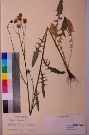 Attēlu rezultāti vaicājumam “Crepis biennis”