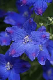 Image result for Delphinium