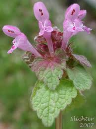 Attēlu rezultāti vaicājumam “Lamium purpureum flower”