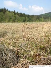 Attēlu rezultāti vaicājumam “Hamatocaulis lapponicus”