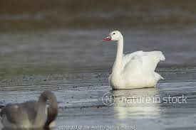 Attēlu rezultāti vaicājumam “Cygnus cygnus juvenile”