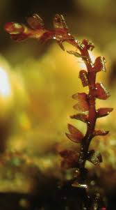 Attēlu rezultāti vaicājumam “Cladopodiella francisci macro”