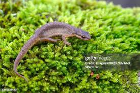 Attēlu rezultāti vaicājumam “Triturus vulgaris female”