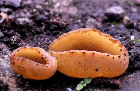 Attēlu rezultāti vaicājumam “Peziza badia”