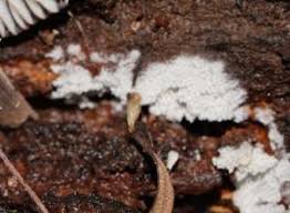 Attēlu rezultāti vaicājumam “Henningsomyces candidus”