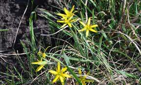 Attēlu rezultāti vaicājumam “Gagea pratensis”