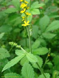 Attēlu rezultāti vaicājumam “Agrimonia pilosa flower”