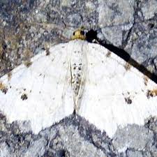 Attēlu rezultāti vaicājumam “Macaria notata”