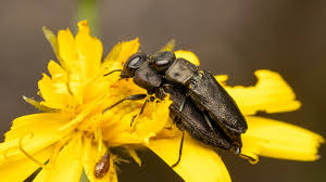 Attēlu rezultāti vaicājumam “Anthaxia quadripunctata”