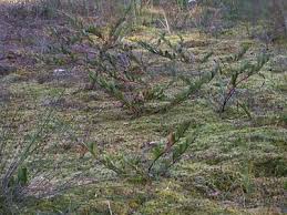 Attēlu rezultāti vaicājumam “Chamaedaphne calyculata fruit”