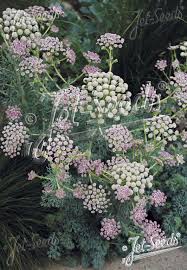 Attēlu rezultāti vaicājumam “Enteridium liceoides sessile”