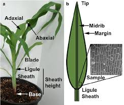 Attēlu rezultāti vaicājumam “Zea mays leaf”