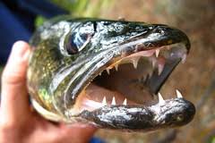 Image result for Sander canadensis/vitreus