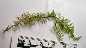 Attēlu rezultāti vaicājumam “Thuidium recognitum”