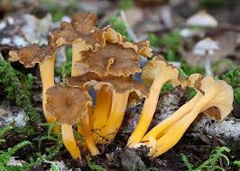 Attēlu rezultāti vaicājumam “Cantharellus lutescens”