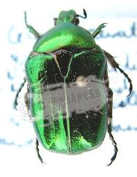 Attēlu rezultāti vaicājumam “Cetonia aurata”