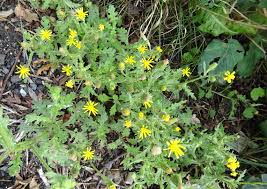 Attēlu rezultāti vaicājumam “Senecio viscosus leaf”