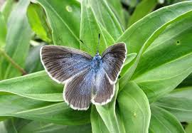 Attēlu rezultāti vaicājumam “Maculinea alcon underside”