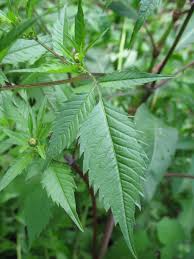 Attēlu rezultāti vaicājumam “Bidens frondosa leaf”