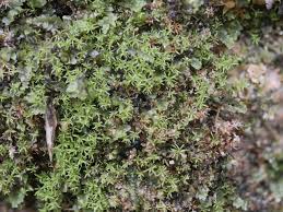 Attēlu rezultāti vaicājumam “Gymnostomum calcareum macro”