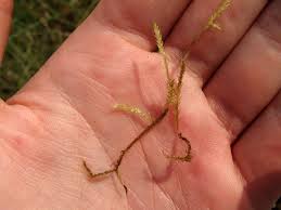 Attēlu rezultāti vaicājumam “Sanionia uncinata”