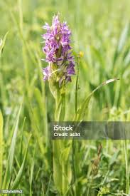 Attēlu rezultāti vaicājumam “Dactylorhiza maculata bud”
