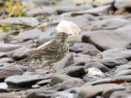 Attēlu rezultāti vaicājumam “Anthus petrosus adult”