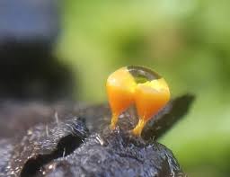 Attēlu rezultāti vaicājumam “Lycogala roseosporum macro”