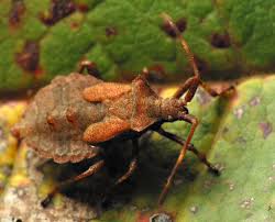 Attēlu rezultāti vaicājumam “Coreus marginatus nymph”