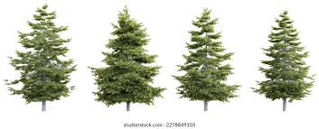 Attēlu rezultāti vaicājumam “Pseudotsuga menziesii”