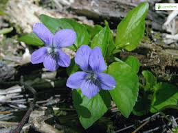 Attēlu rezultāti vaicājumam “Viola canina flower”