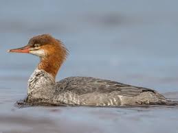 Attēlu rezultāti vaicājumam “Mergus merganser juvenile”