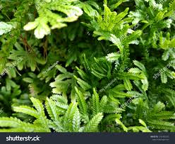 Attēlu rezultāti vaicājumam “Anthocerotopsida”