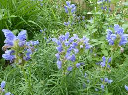 Attēlu rezultāti vaicājumam “Dracocephalum ruyschiana fruit”