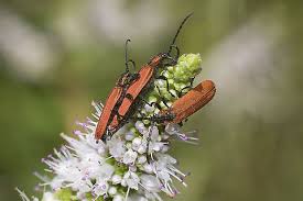 Attēlu rezultāti vaicājumam “Lygistopterus sanguineus”
