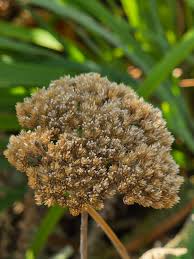 Attēlu rezultāti vaicājumam “Hieracium murorum flower”