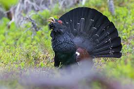 Attēlu rezultāti vaicājumam “Tetrao urogallus male”