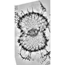 Attēlu rezultāti vaicājumam “Diderma radiatum sessile”