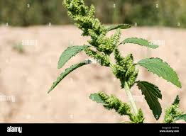 Attēlu rezultāti vaicājumam “Amaranthus retroflexus leaf”