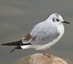 Image result for Chroicocephalus philadelphia